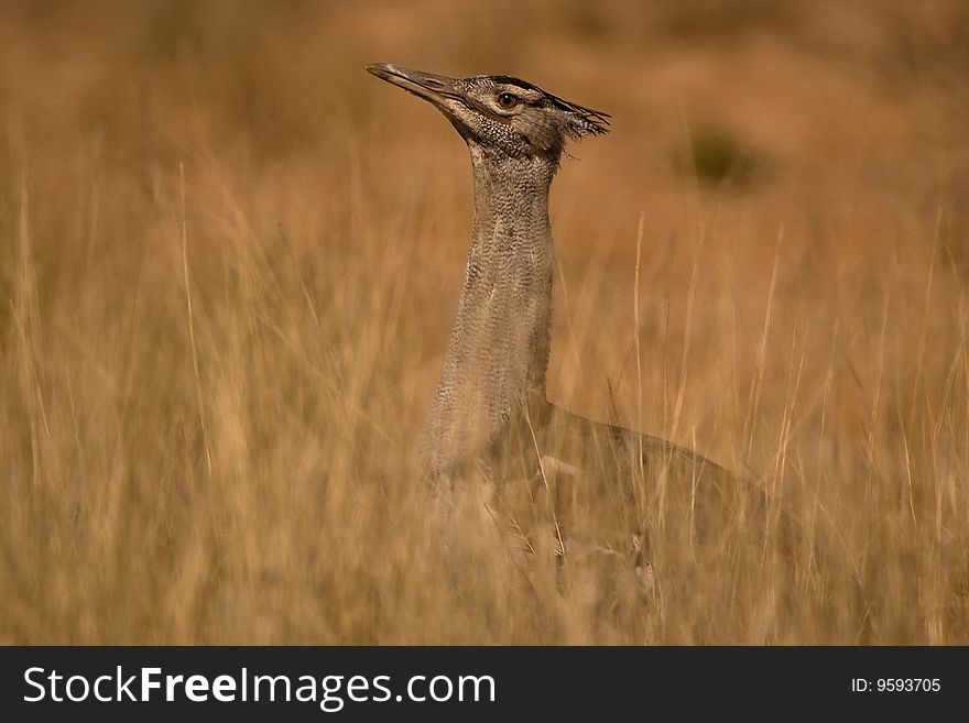 Kori Bustard (Ardeotis kori) Emerge from grass savanna, Kgalagadi Transfortier Park, South Africa