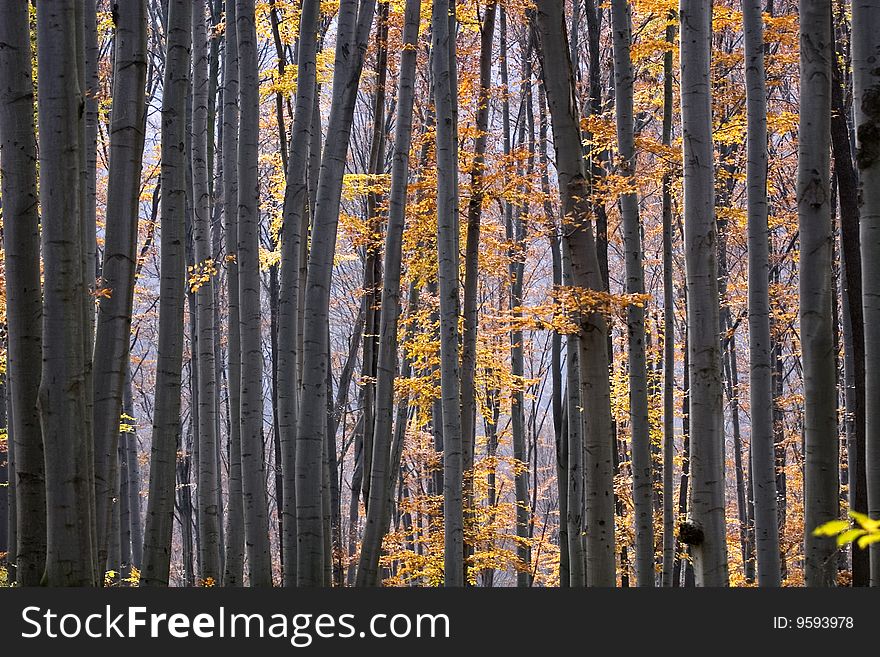 This image was taken in the hungarian hills
in autumn. This image was taken in the hungarian hills
in autumn
