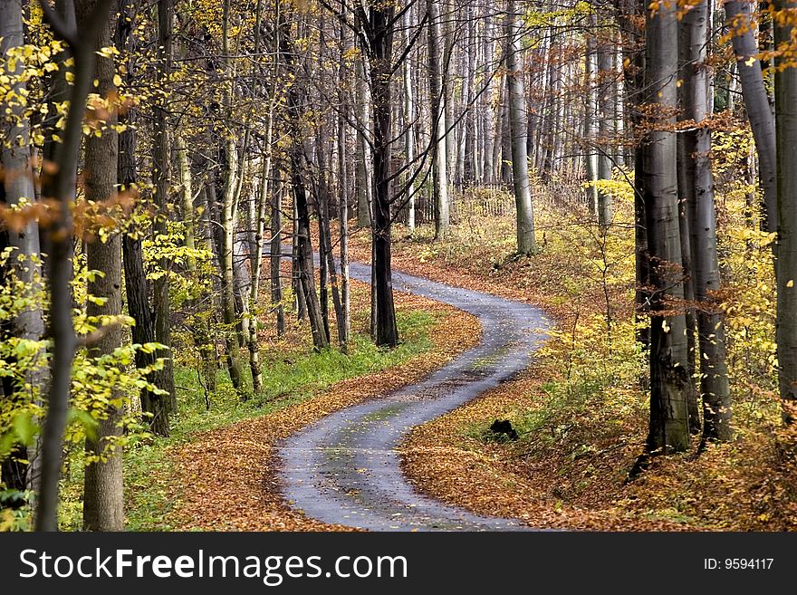 This image was taken in the hungarian hills
in autumn. This image was taken in the hungarian hills
in autumn