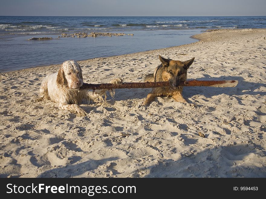 English setter and german shepherd on sand beach coast in Poland. English setter and german shepherd on sand beach coast in Poland