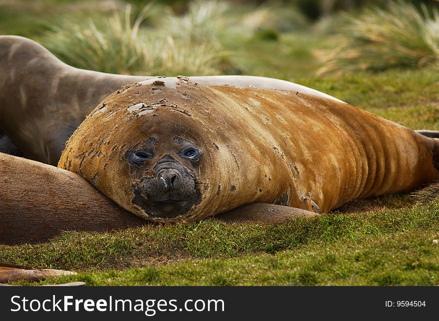 Closeup portrait of single seal