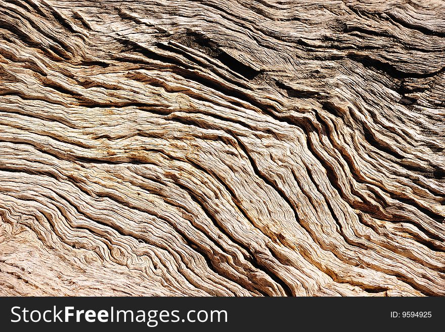 A natural and abstract background of tree bark. A natural and abstract background of tree bark.