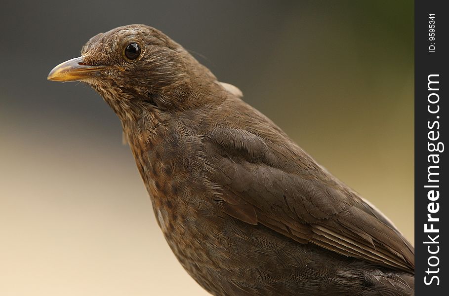 Portrait of a female Blackbird