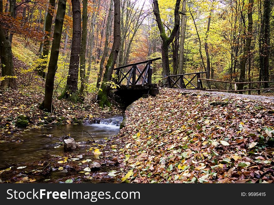 Autumn forest