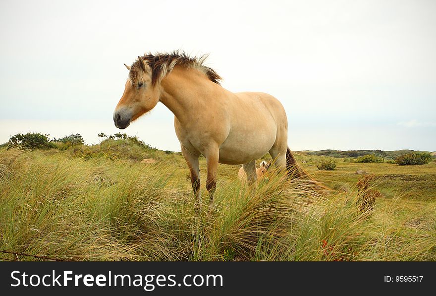 Sandy brown horse on a medow