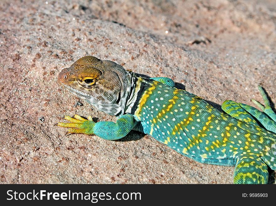 Collard lizard in the utah desert
