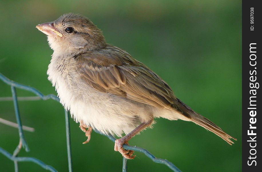 Closeup of a Tree Sparrow bird standing on a wire. Closeup of a Tree Sparrow bird standing on a wire