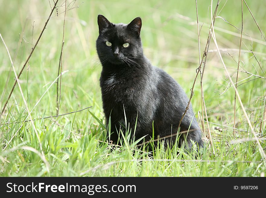 A black lady-cat sits in a grass. A black lady-cat sits in a grass