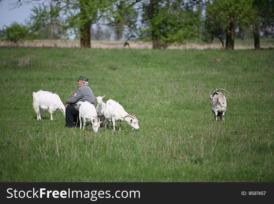 Man pastures goats on the field. Man pastures goats on the field