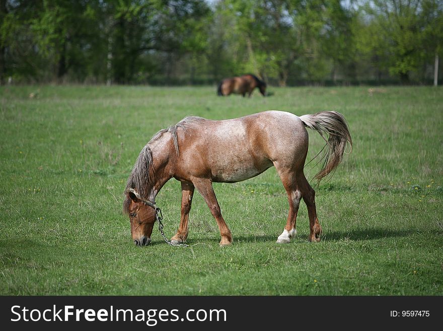 Grazing Horse