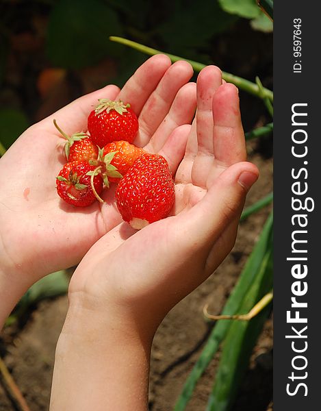 Kid's hands holding some fresh strawberries. Kid's hands holding some fresh strawberries