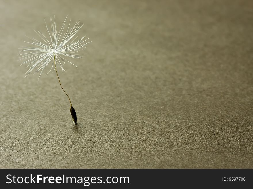 Extreme close-up (macro) isolated dandelion seed with limited focus on the grainy dark background. Extreme close-up (macro) isolated dandelion seed with limited focus on the grainy dark background