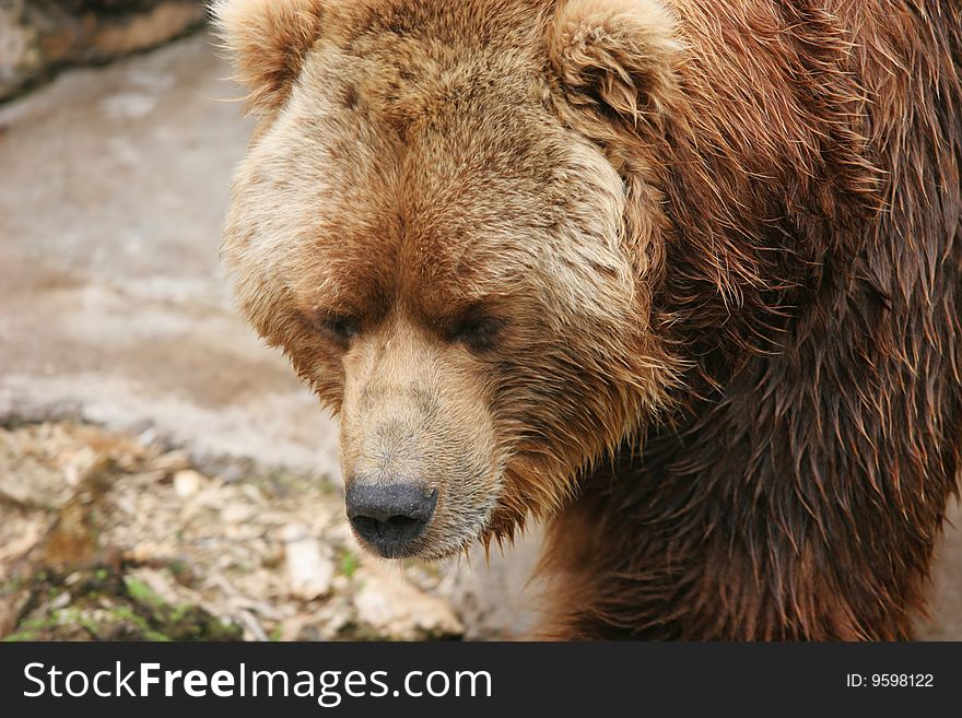 Portrait of a brown bear (Ursus arctos)