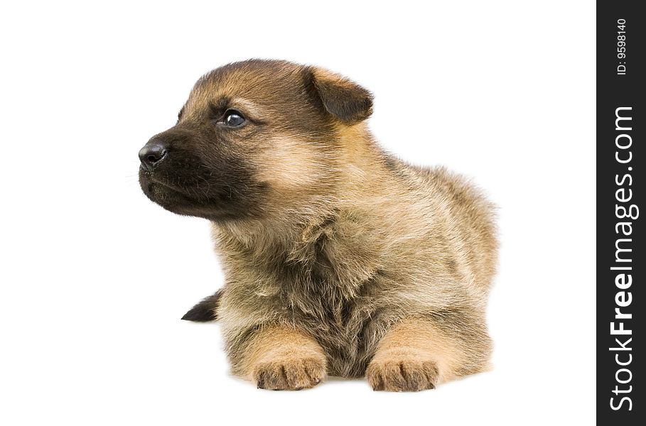 Germany sheep-dog puppy isolated on white background