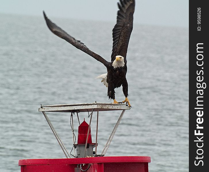 While touring the islands of Alaska, a bald eagle was resting on an ocean marker as we approached, he began to fly away.