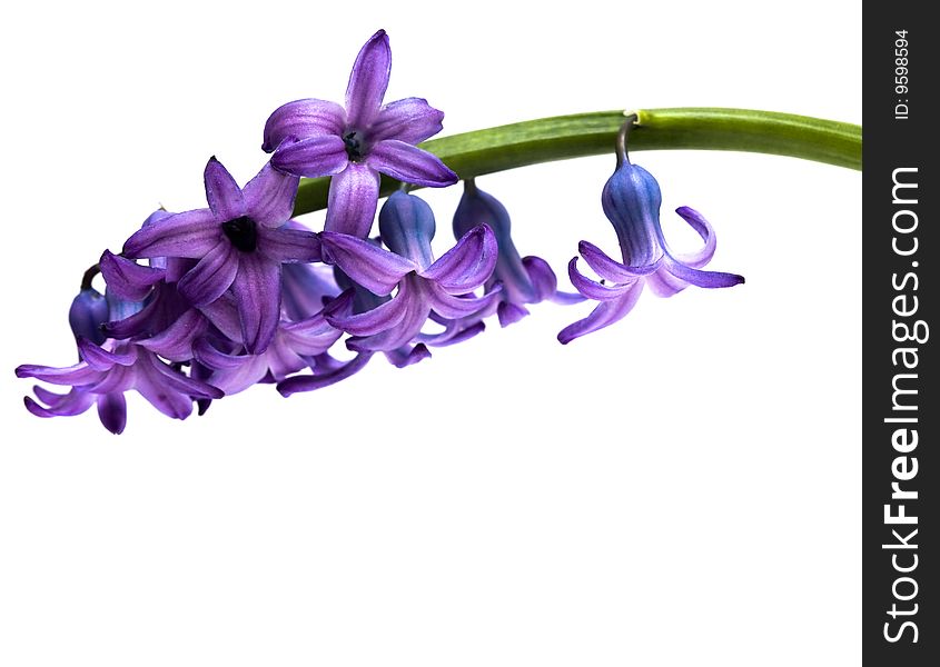 Violet flowers isolated on white background