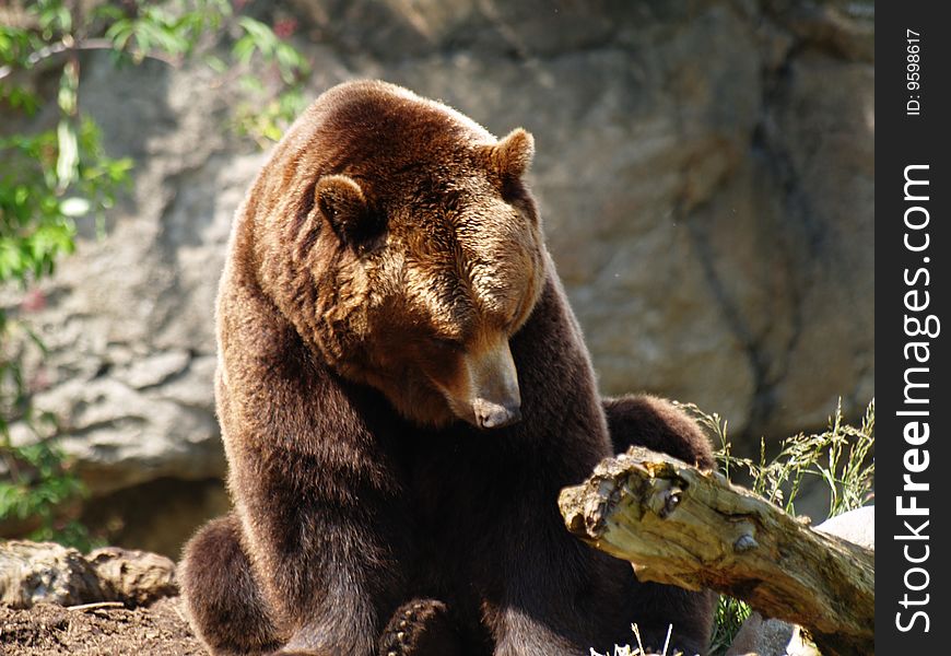 Brown Bear roaming through the pen looking for food