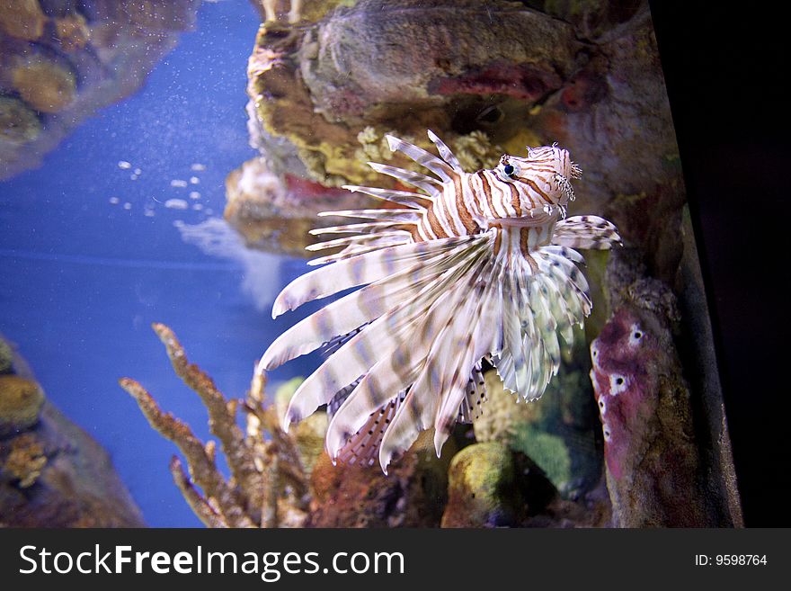 View of an exotic fish in aquarium tank. View of an exotic fish in aquarium tank.