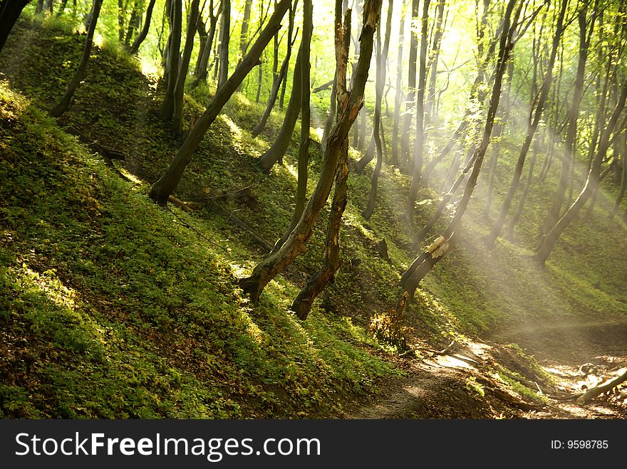 Solar beams making the way through a fog. Solar beams making the way through a fog