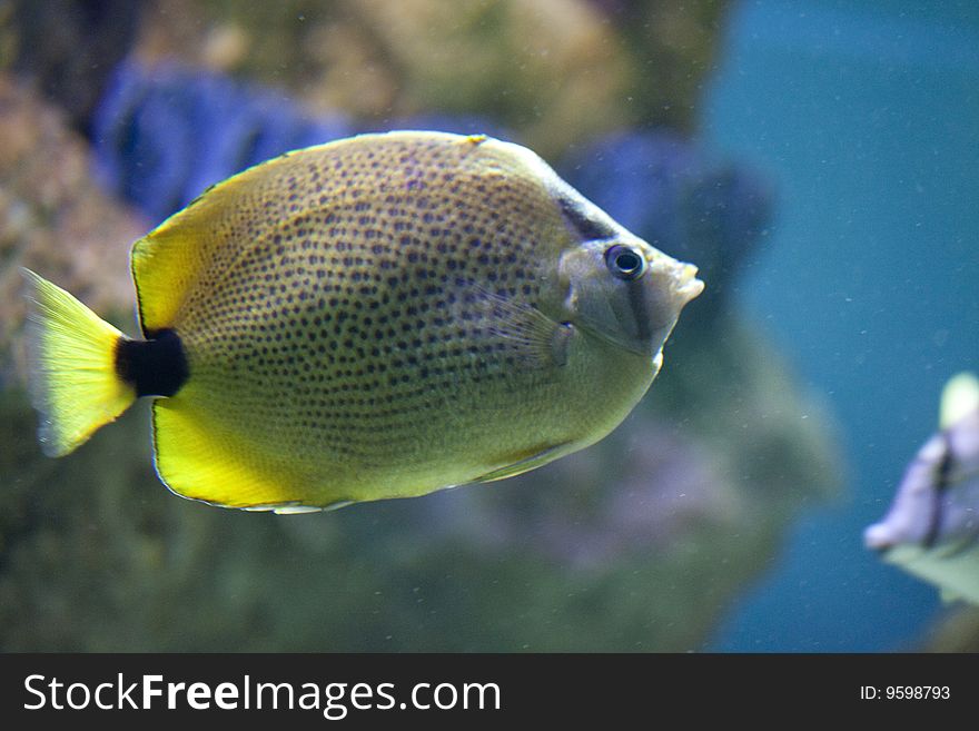 View of an exotic fish in aquarium tank. View of an exotic fish in aquarium tank.