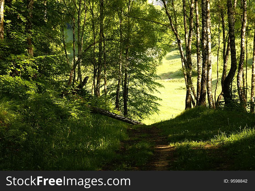 Country road in spring forest