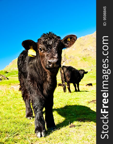 Young calf in field with blue sky