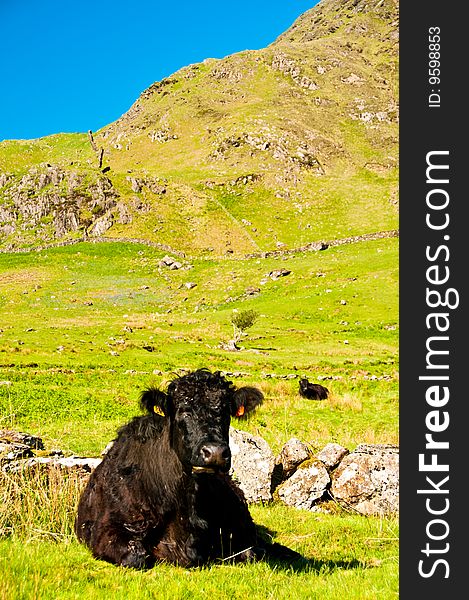 Cow in field with blue sky and mountains. Cow in field with blue sky and mountains