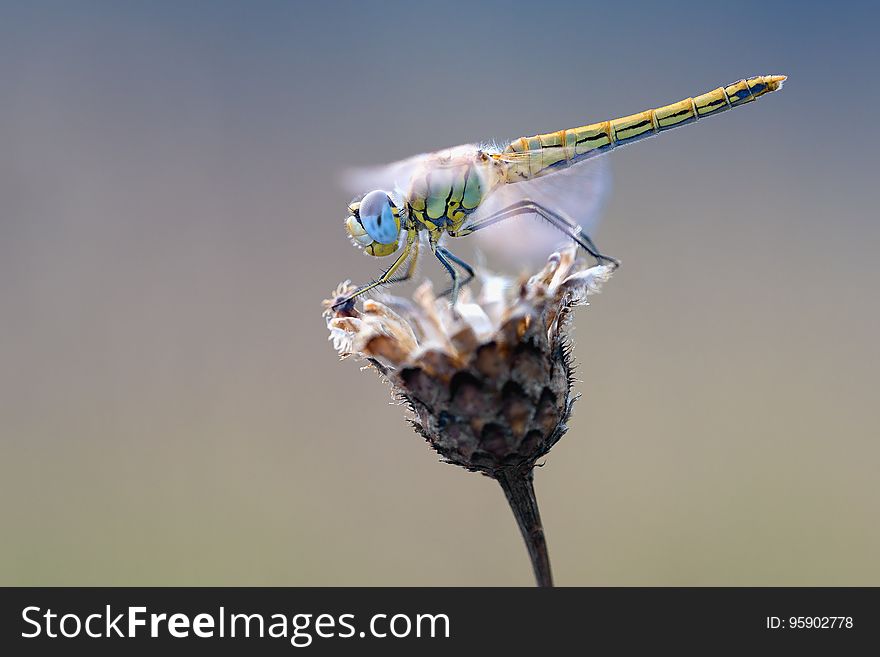 Insect, Macro Photography, Invertebrate, Dragonfly