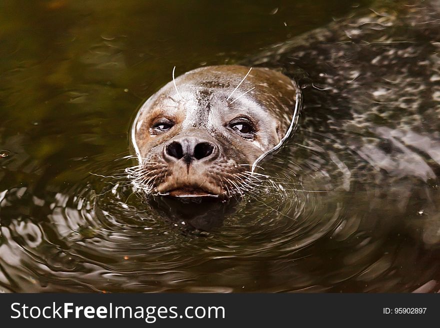 Mammal, Fauna, Harbor Seal, Snout