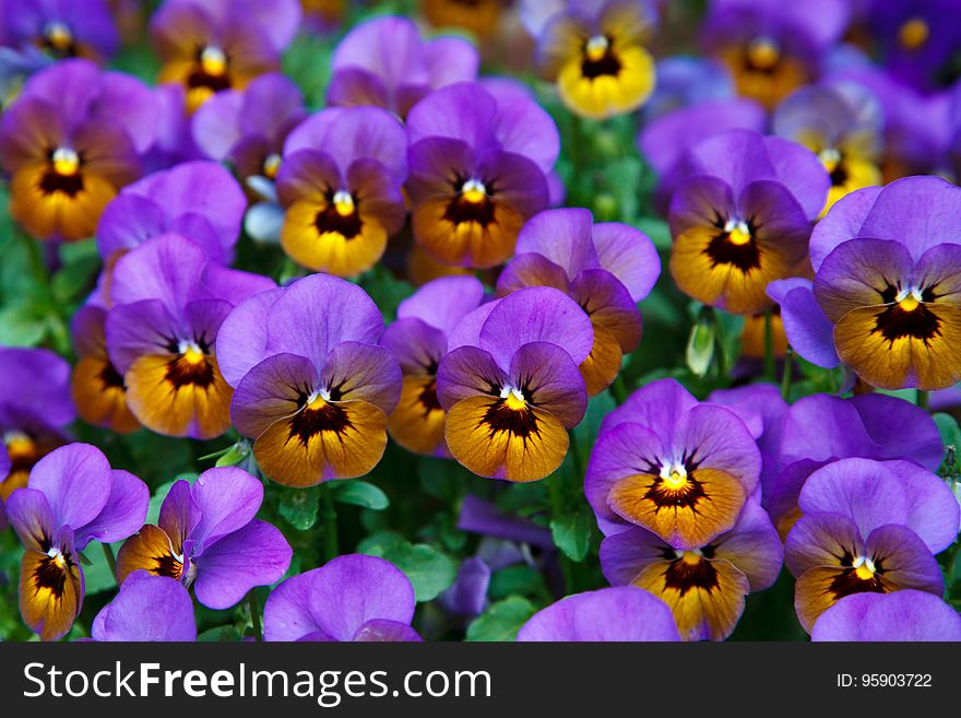 Flower, Flowering Plant, Plant, Purple