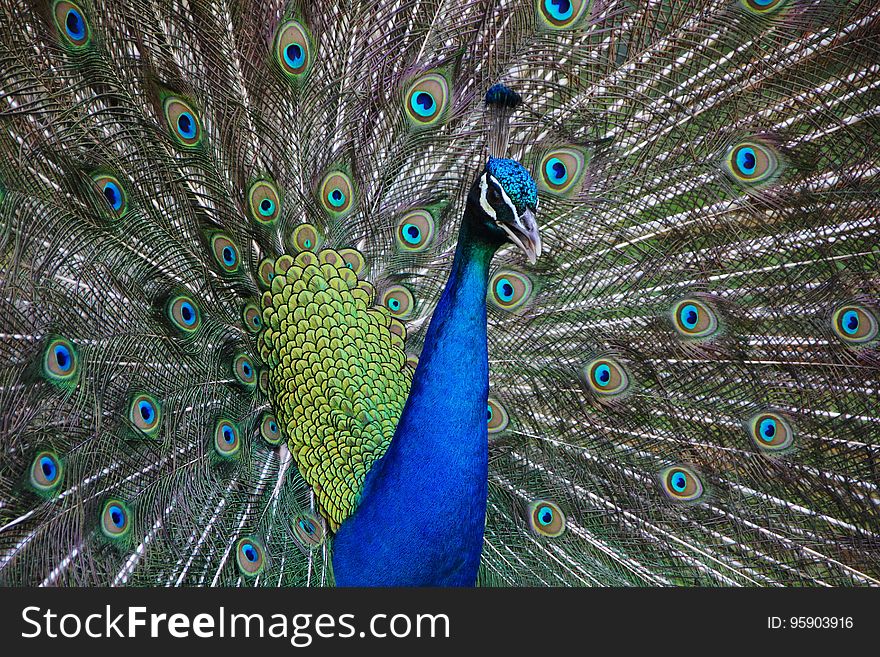 Peafowl, Feather, Galliformes, Close Up
