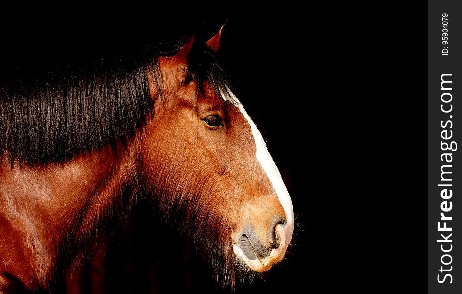 Horse, Mane, Horse Like Mammal, Mustang Horse