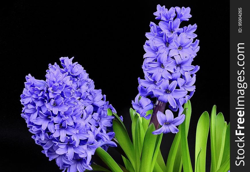 Flower, Plant, Hyacinth, Flowering Plant