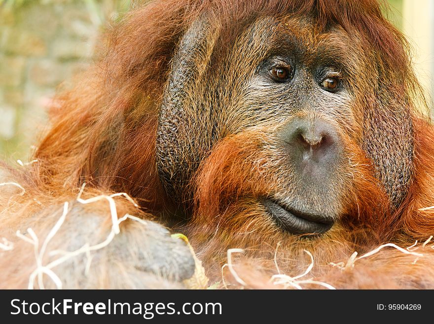 Orangutan, Mammal, Great Ape, Fauna