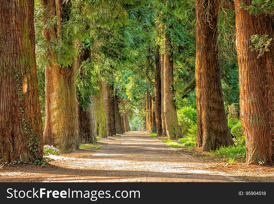 Tree, Nature, Path, Vegetation