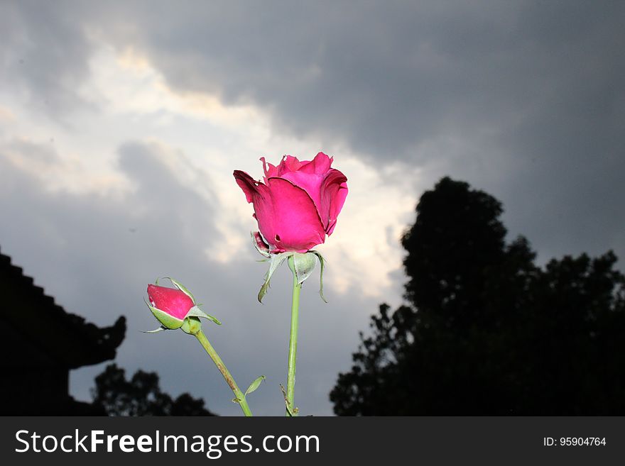 The red rose flower under an overcast sky but stay beauty