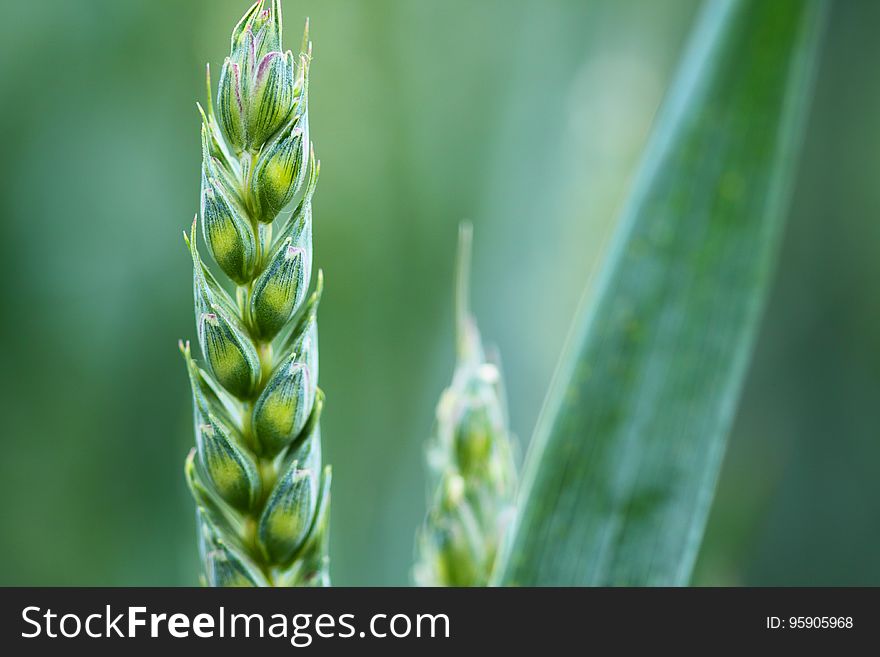 Grass Family, Close Up, Food Grain, Triticale