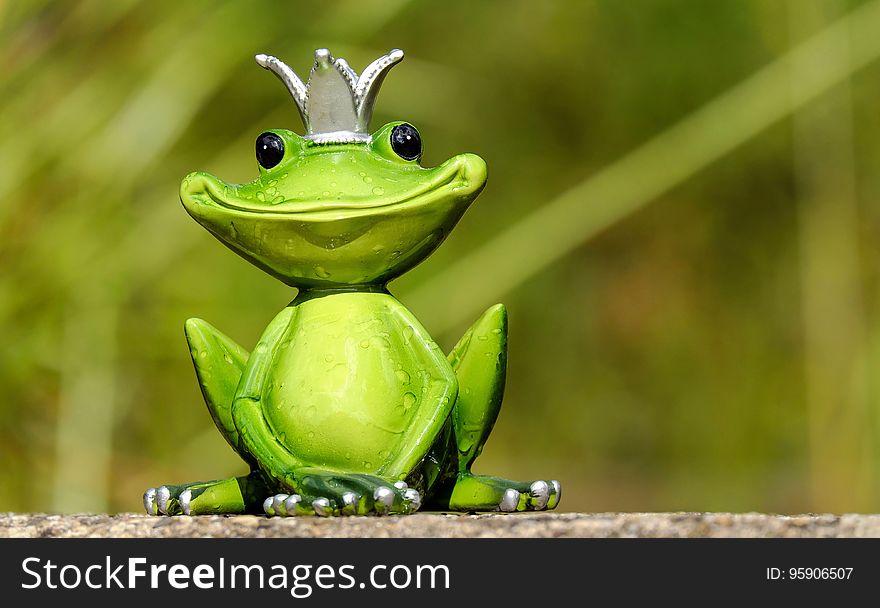 Ranidae, Frog, Amphibian, Tree Frog