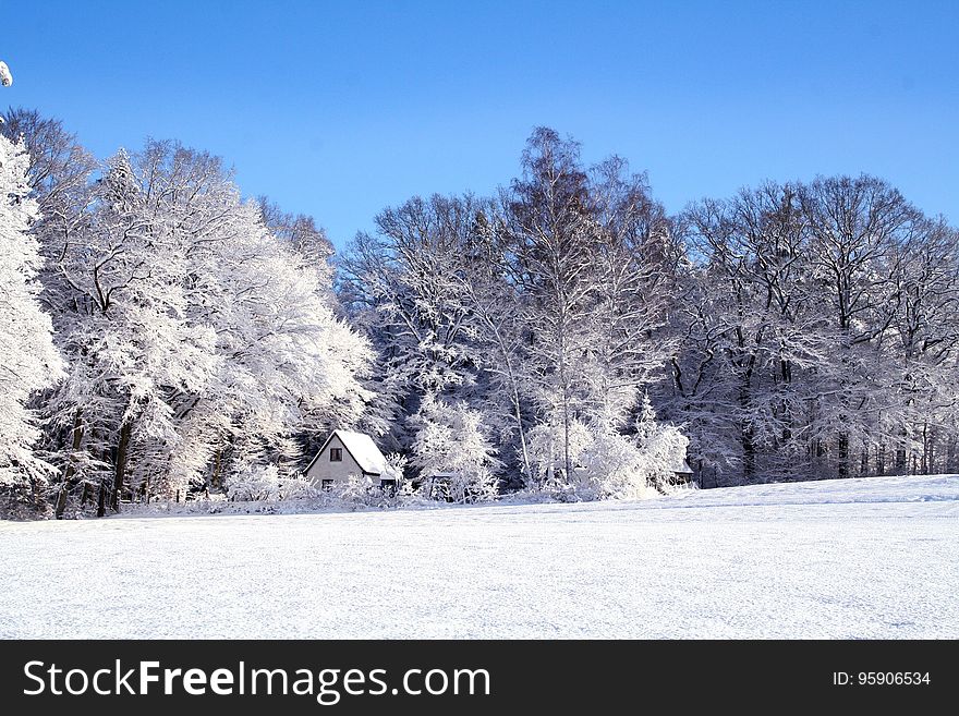 Snow, Winter, Frost, Tree