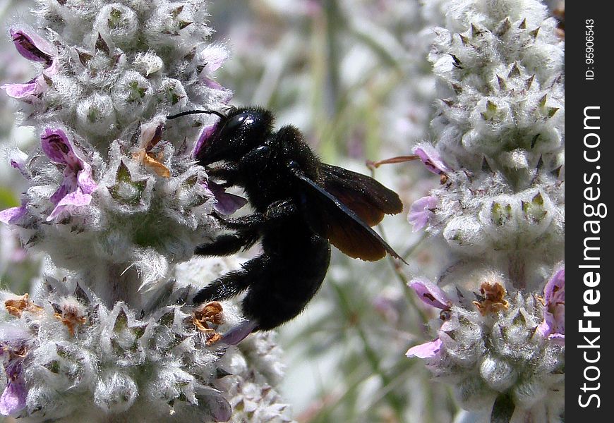 Bee, Insect, Bumblebee, Membrane Winged Insect