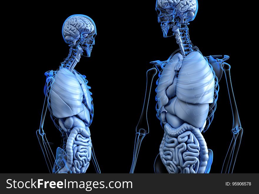 Skeleton, Organism, Medical Imaging, Human