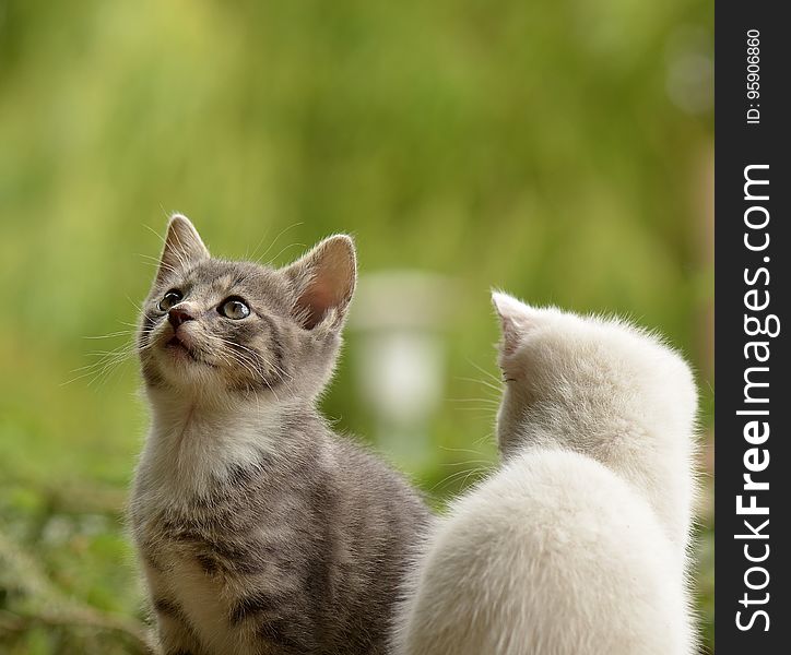 Cat, Fauna, Small To Medium Sized Cats, Cat Like Mammal