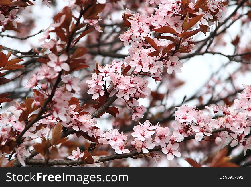 Blossom, Pink, Branch, Spring