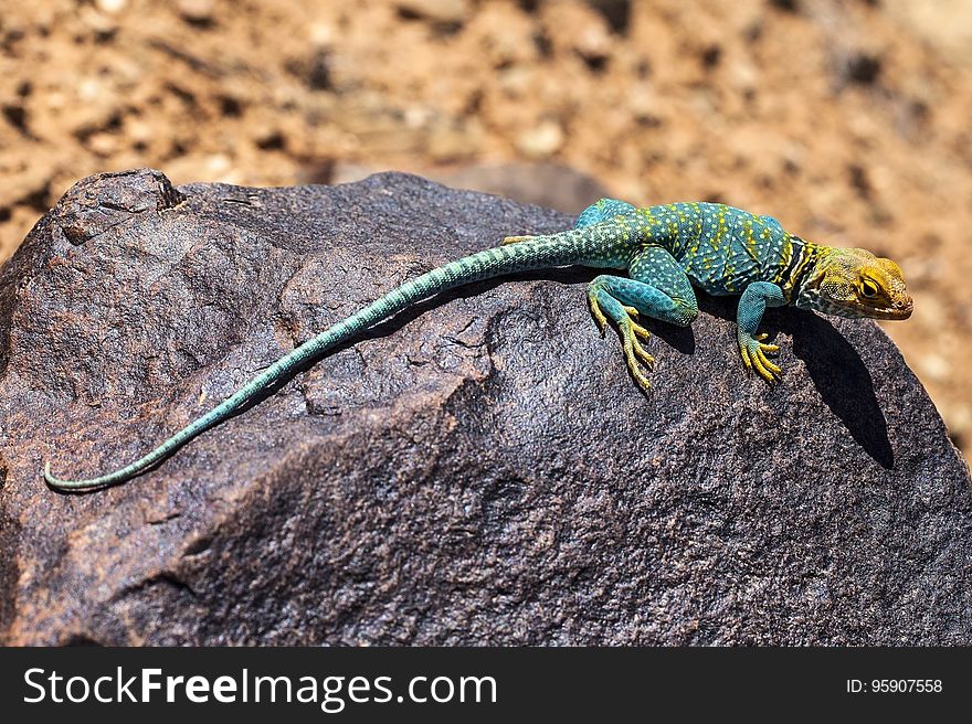 Reptile, Lizard, Scaled Reptile, Lacertidae