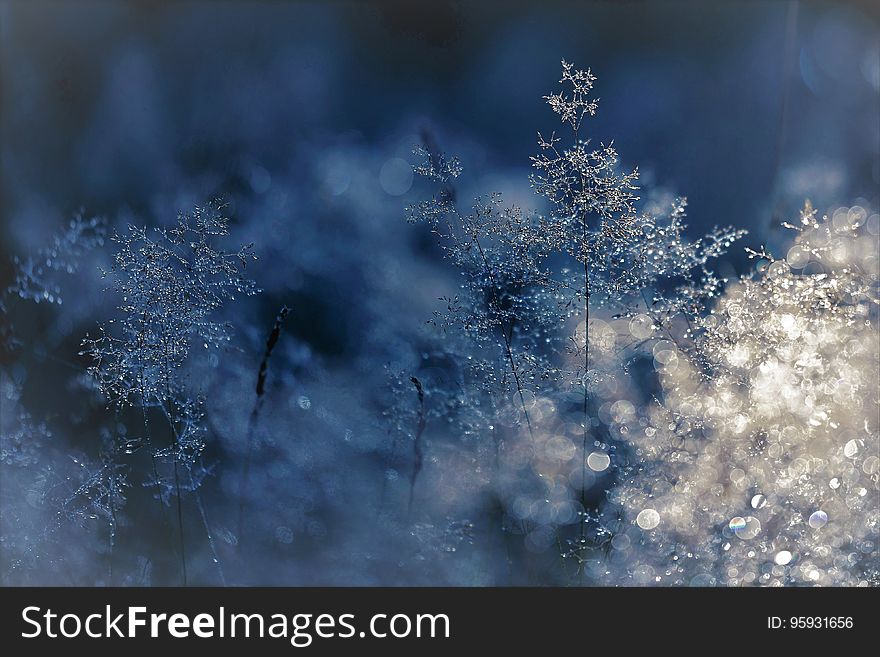 Blur of pine trees with snow and ice. Blur of pine trees with snow and ice.