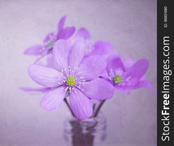 Close up of purple violets in vase with soft focus. Close up of purple violets in vase with soft focus