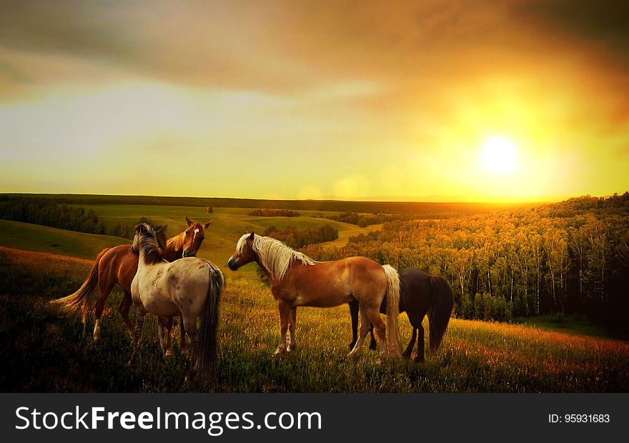Pack of horses standing in green country field at sunset. Pack of horses standing in green country field at sunset.