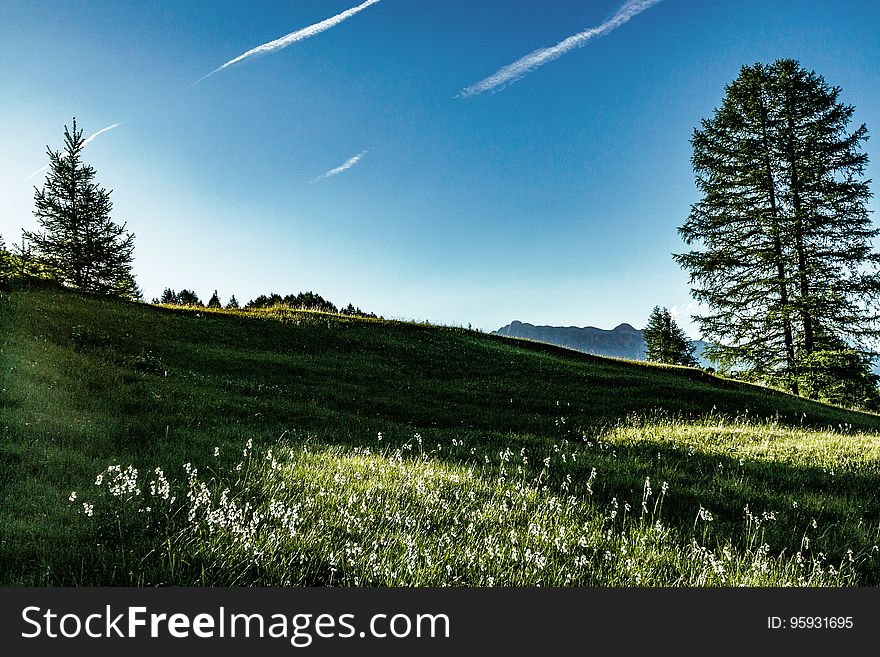 Meadow of grasses on sunny day