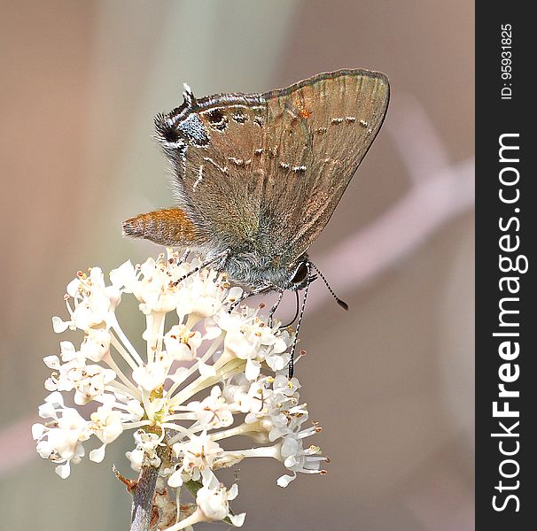 HAIRSTREAK, HEDGEROW &x28;Satyrium Saepium&x29; &x28;7-5-2017&x29; Singletree Campground, Boulder Mt, Wayne Co, Ut -04