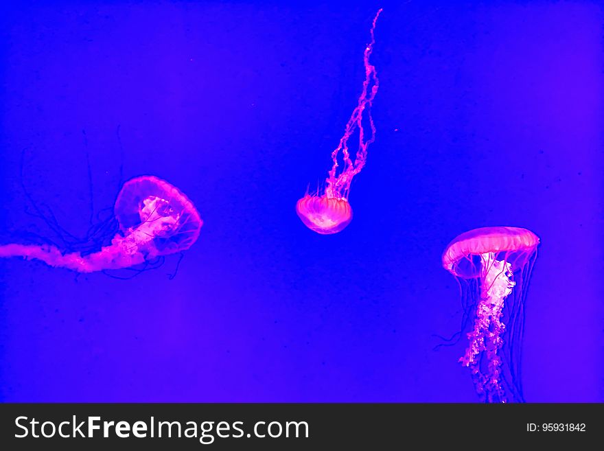 Pink florescent jellyfish swimming in purple tank. Pink florescent jellyfish swimming in purple tank.